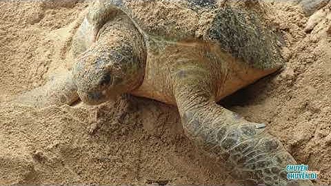 Tôi đi Bãi Dương đỡ đẻ cho rùa || Tình nguyện viên Bảo tồn rùa biển quốc tế  IUCN 2020