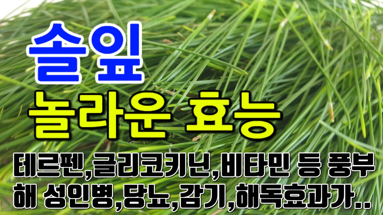 [#솔잎효과] 솔잎의 놀라운 효능 10가지 (테르펜,글리코키닌,비타민A, 비타민C, 단백질, 무기질 등이 풍부해 성인병, 당뇨, 면역력, 해독, 피로회복 등에 효과적입니다.)