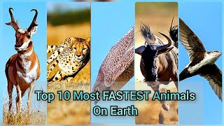 Top 10 Most Fastest Animal 2023