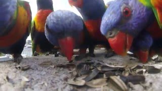 Rainbow Lorikeets on the wall 2