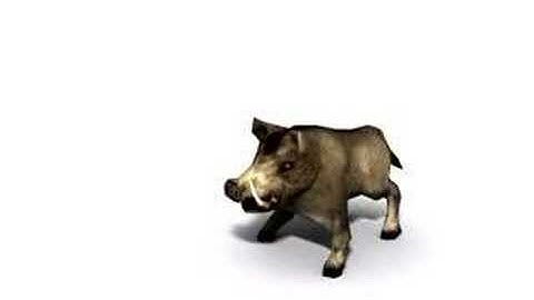 boar