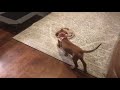 Rhodesian Ridgeback Puppy First Week Home の動画、YouTube動画。