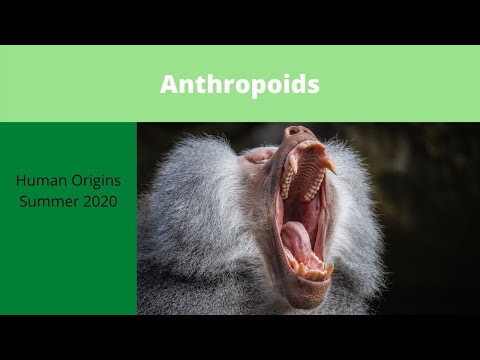 Video: What Are Hominoids Talking About? - Alternative View