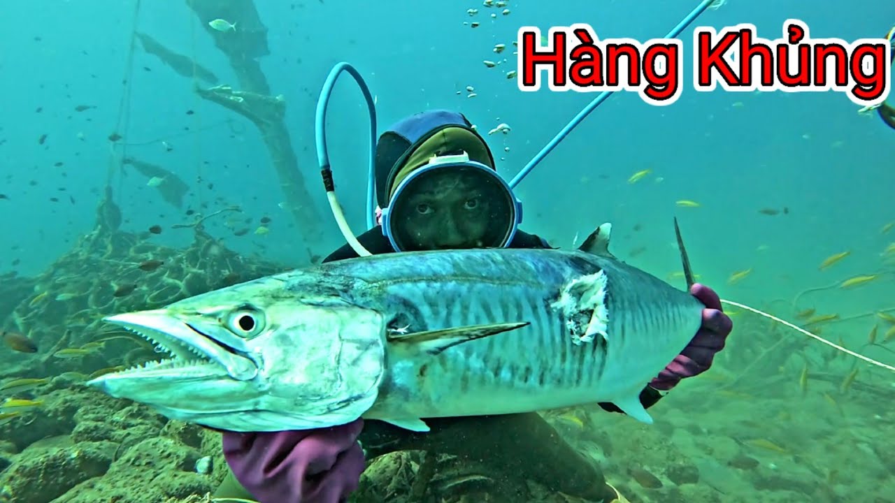 Gần 20 Năm Làm Nghề Lặn Mới Bắt Được Loại Cá Đắt Đỏ Này Ở Điểm Chà | P 645