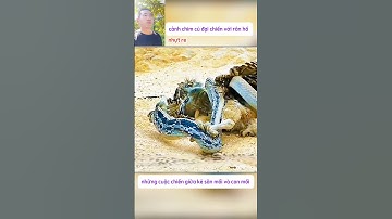 cảnh chim cú đại chiến với rắn hổ và cái kết #thegioidongvat #shortvideo #shorts