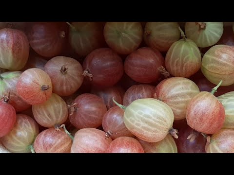 فيديو: كيف ينمو الكشمش وعنب الثعلب