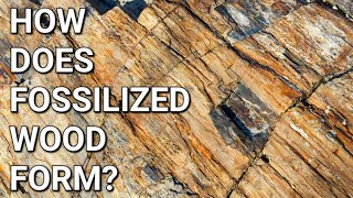 How does Fossilized Wood Form Net Worth