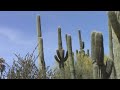 Insertan microchips en los cactus de Arizona para prevenir su robo