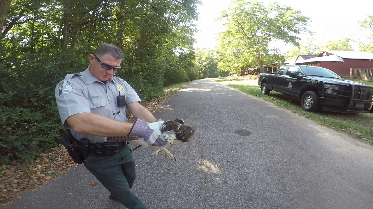 HAWK RESCUE AT SHINGLEROOF CAMPGROUND YouTube