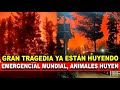 De Horror, Todo Está Fuera de Control. Animales están Huyendo para Salvarse. Esto pasó