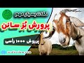 پرورش و نگهداری بزنژاد سانن پرورش و نگهداری بزنژاد سانن