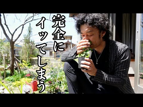 The fate of a man who gets excited by geraniums [Gardening