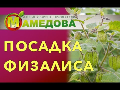 Посадка физалиса.