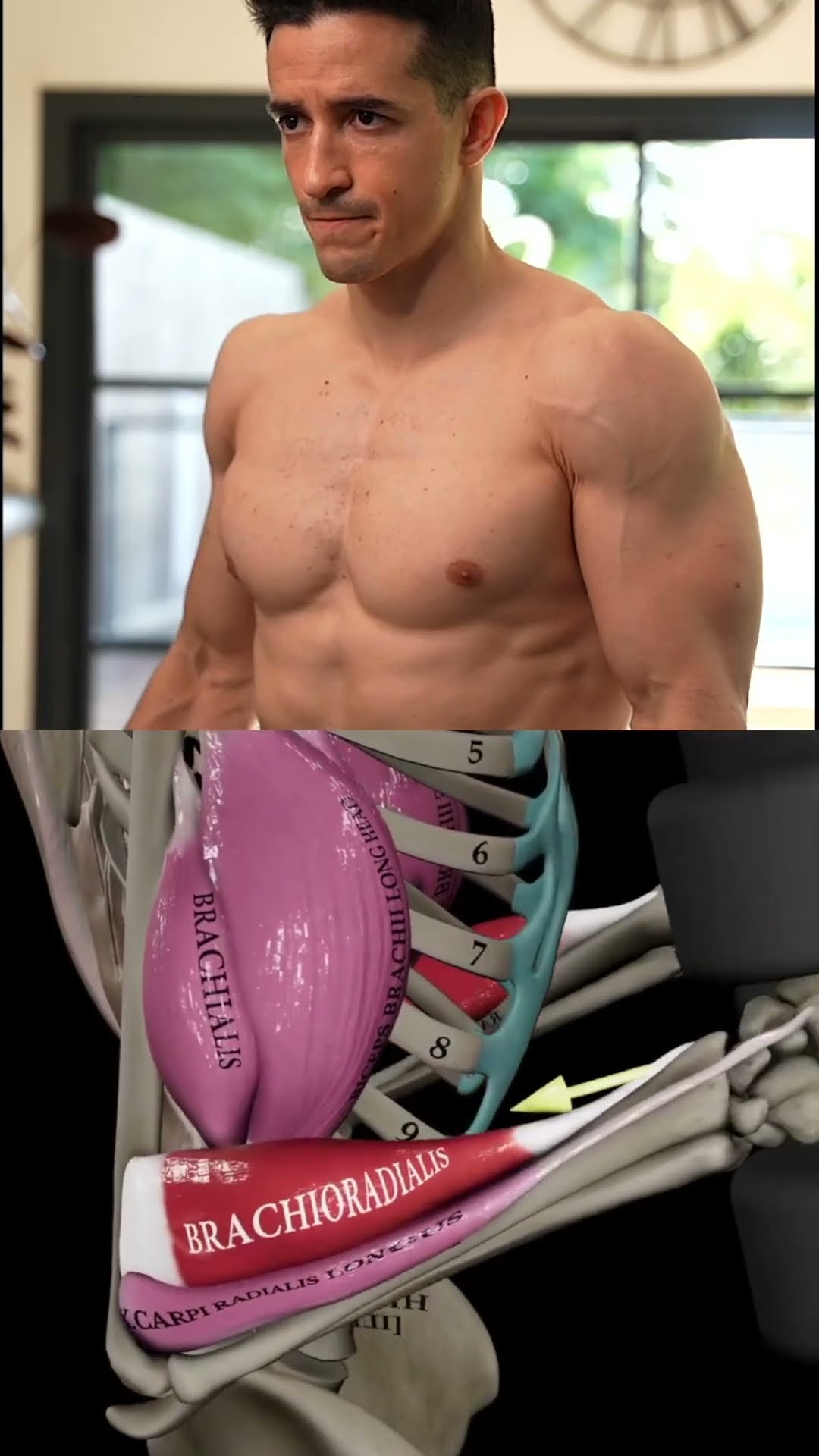 Biceps hammer curl !! ??