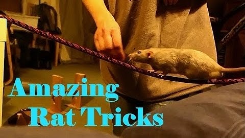 Fancy rats perform amazing tricks