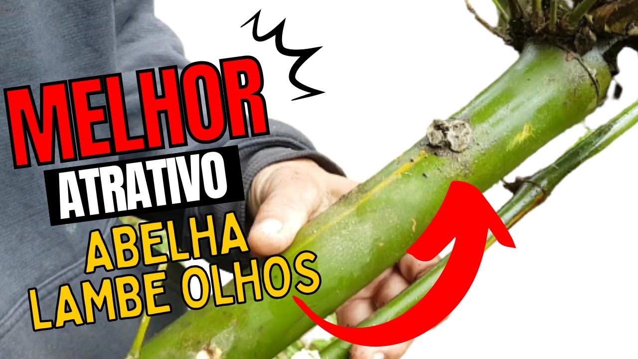 2 Colônias de ABELHA LAMBE OLHOS em BAMBU CAÍDO! Resgate de Abelhas Nativas