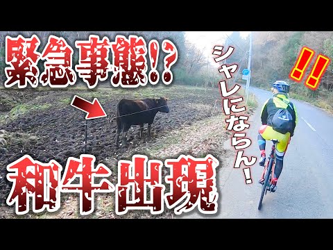 【ロードバイク】サイクリングコース作るのに夢中になってたら目の前に牛がいた！！