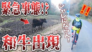 【ロードバイク】サイクリングコース作るのに夢中になってたら目の前に牛がいた！！