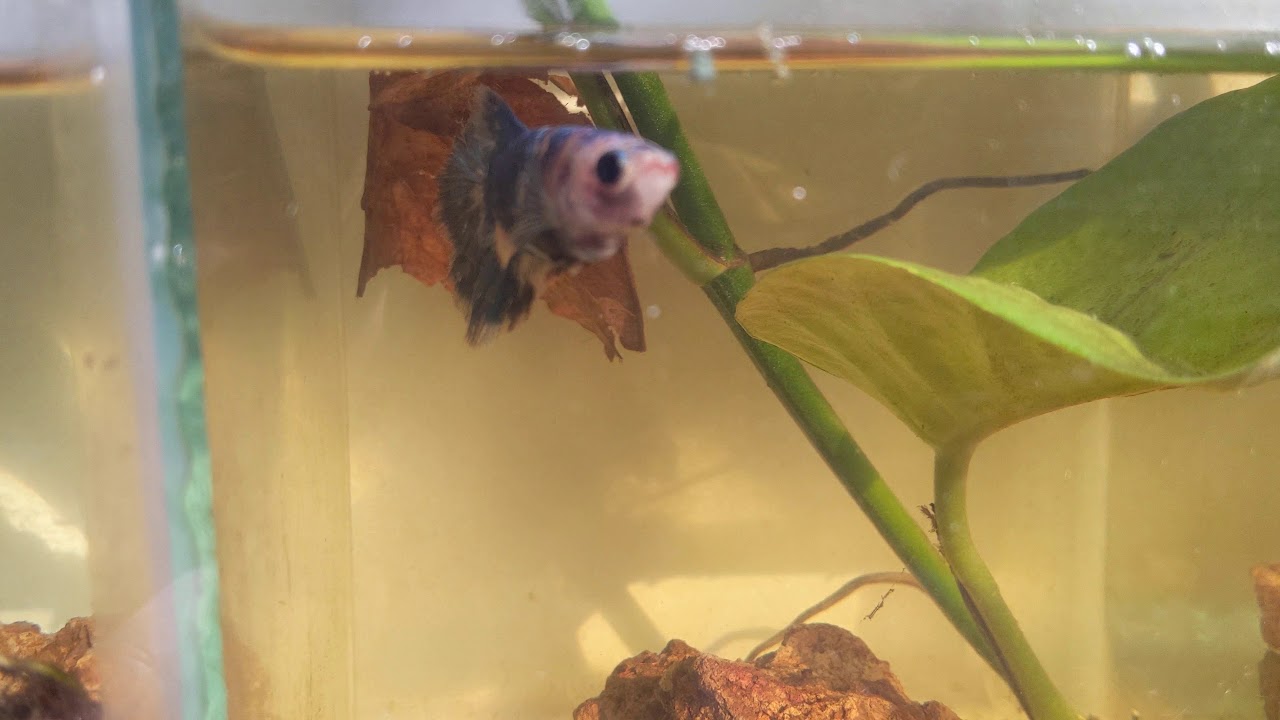 Pothos best plant for betta fish YouTube