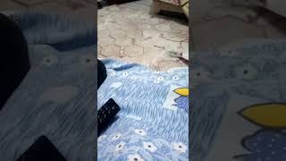 Gardaş candır gerisi yalandır
