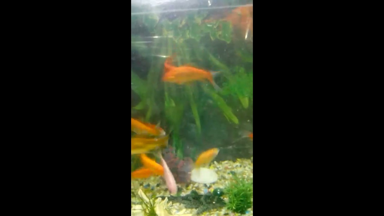 How fish eat....tropical fish flakes YouTube