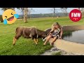 Funny  hilarious peoples life  70  try not to laugh  funny fails compilation 2024