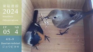 Daurian Redstarts Start Nesting in the Narcissus Flycatcher's Nest Box!!