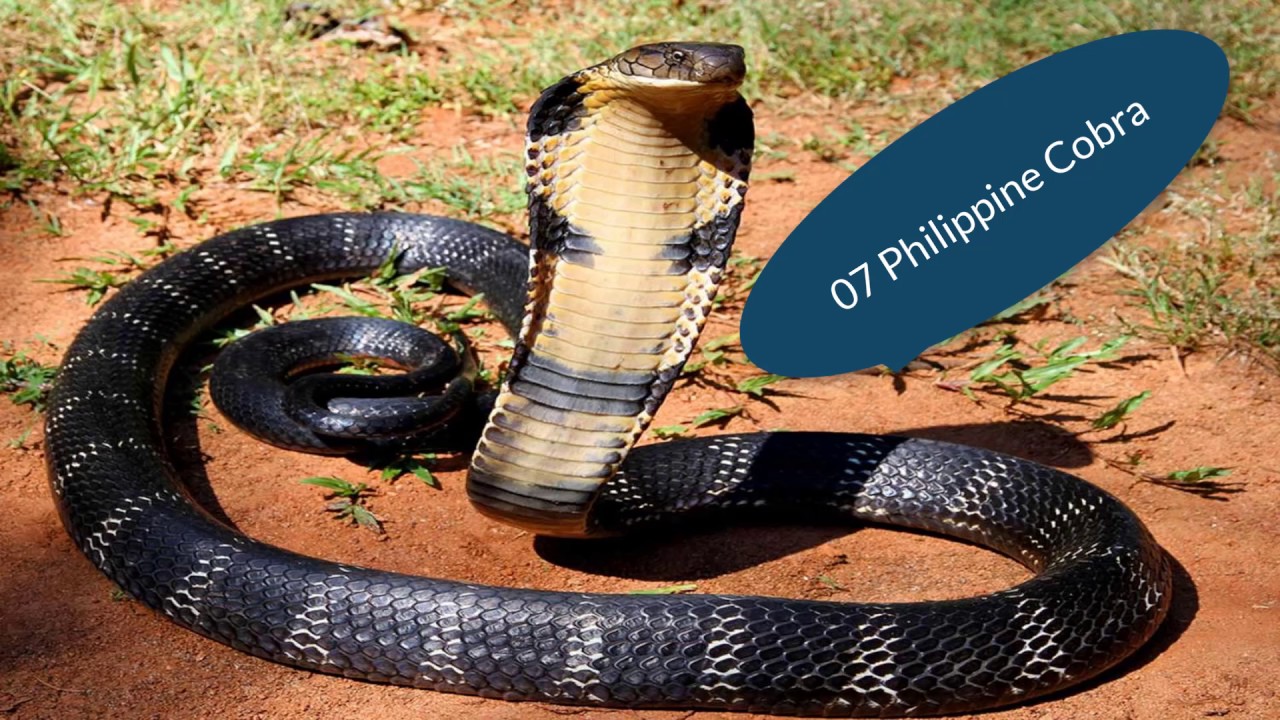 Top 10 Most Venomous Snakes In World YouTube