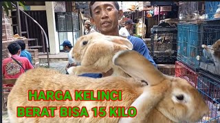 berapa harga kelinci pasar depok solo