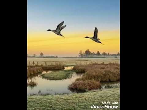 صوت الهربان ابو زله راقي