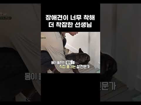 예민해도 되는데 너무 착한 장애견 불독, 마중 나가서 돌아올 힘이 없어지자 #shorts