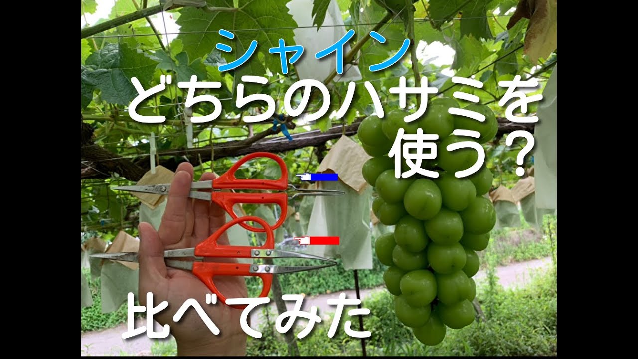 Which Grape Thinning Shears Should You Use? Comparing Chikamasa