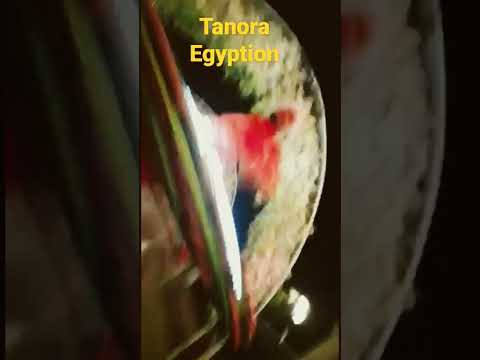 تنوره مصريه في افراح مصريه Shorts