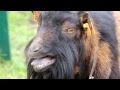 Bleating Goat - Mekkerende geit