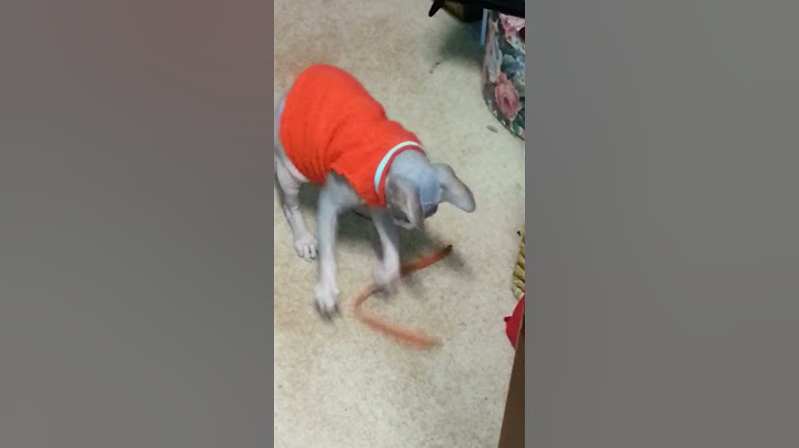 Video 2932441: sphynx kitten cute funny, cute baby kittens playing, baby cats