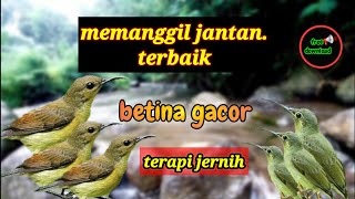 TERAPI konin betina dengan suara air jernih cocok untuk konin jantan macet bunyi/kolibri ninja bakal