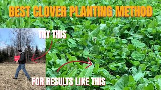 THE BEST CLOVER PLANTING METHOD