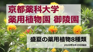 【京都薬科大学】薬用植物園 御陵園 第3弾「盛夏の薬用植物」