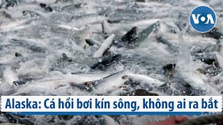 Alaska: Cá hồi bơi kín sông, không ai ra bắt | VOA Tiếng Việt