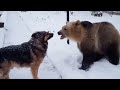 25 Unbelievable Bear Moments Caught On Video! 🐻