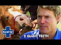 Vet Removes 2 GIANT TEETH from Miniature Horse | Bondi Vet