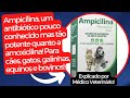 Ampicilina, um antibiótico tão potente quanto a amoxicilina!