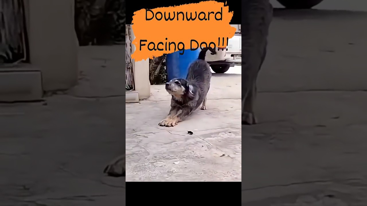 Yoga...Downward-facing Dog Pose !!! 