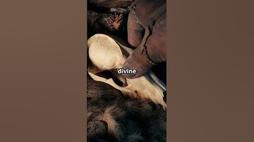 Oracle Bones: China’s First Writing #OracleBones #AncientChina #ShangDynasty #ChineseWriting