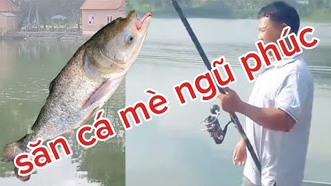 Câu cá mè khủng ngũ phúc