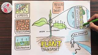 Plant Transport System | Transpiration and Translocation | Class 9 | Biology