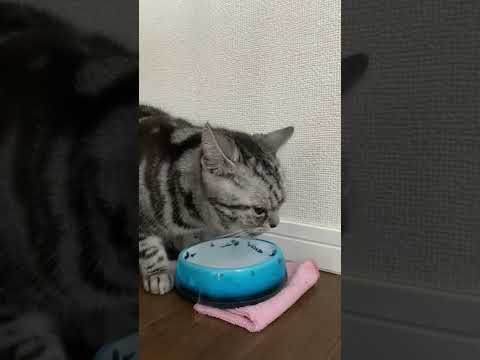 猫は水分補給が大事なので自分から水を飲んだら誉めましょう。 #Shorts