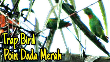 Memikat Serindit || Test Port Baru Part 2 / Poin Dada Merah #pikatserindit #catchbirds #loriculus