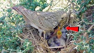 Mother lark feeding uncomfortable due to lack of space in nest @BirdPlusAnimals