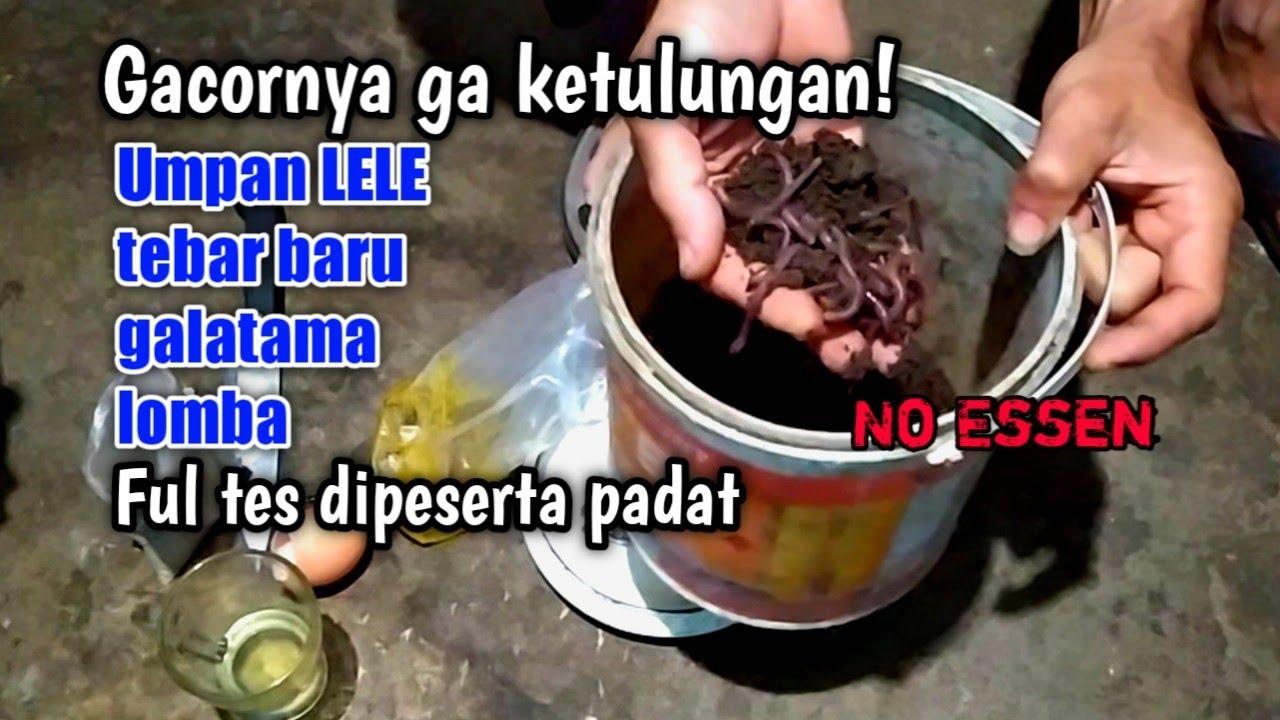 Dijamin gacor! Racikan cacing umpan ikan lele tebar baru, galatama dan lomba